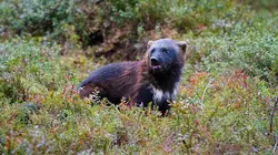 Les animaux sauvages d'Europe