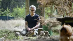 Les animaux sauvages d'Europe