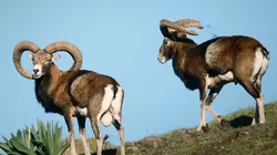 Les animaux sauvages d'Europe