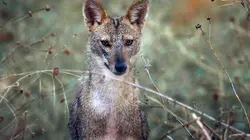 Les animaux sauvages d'Europe