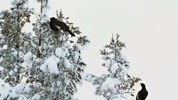 Les animaux sauvages d'Europe