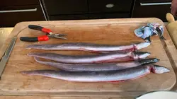 Les carnets de Julie