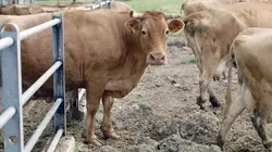 Les délices d'Emilie-Romagne