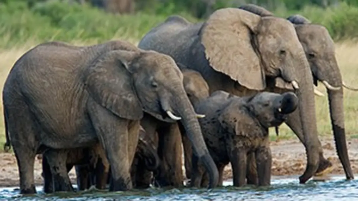 Épisodes de Les derniers grands éléphants