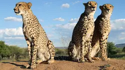 Les derniers mondes sauvages