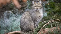 Les derniers mondes sauvages