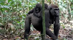 Les derniers mondes sauvages