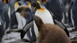 Les derniers mondes sauvages