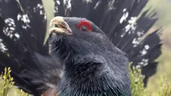 Les derniers mondes sauvages