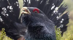 Les derniers mondes sauvages