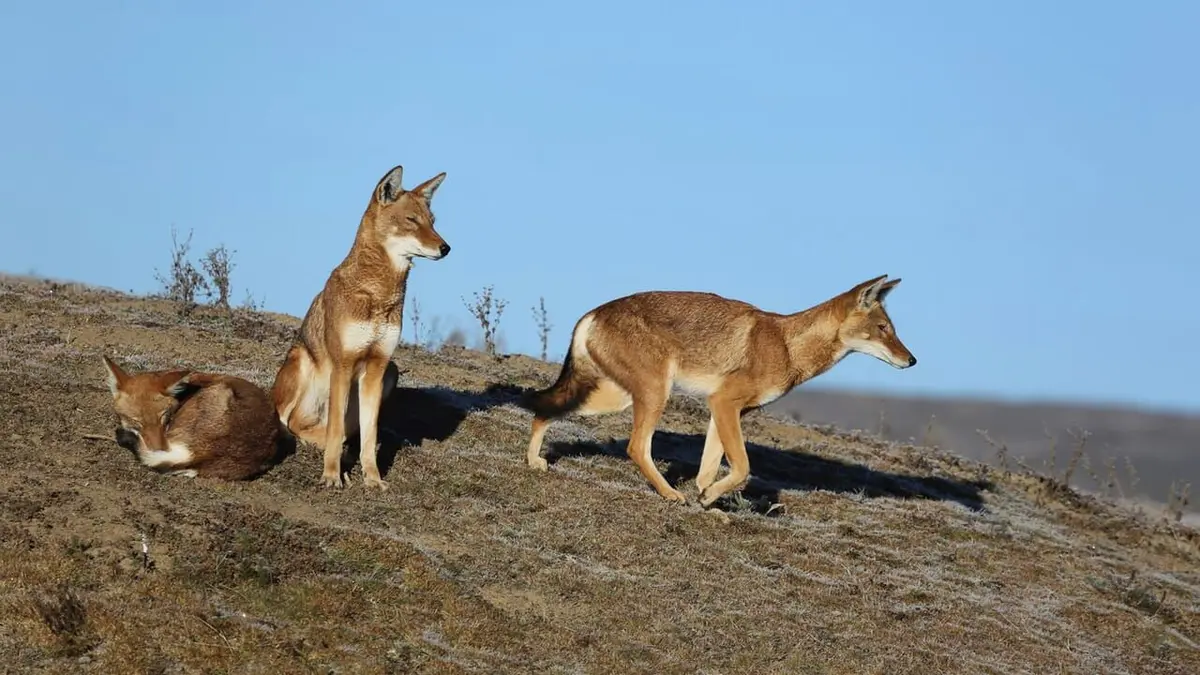 Les derniers mondes sauvages