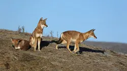 Les derniers mondes sauvages