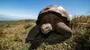 2019 • Les Galápagos : Un paradis florissant