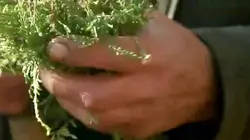 Les infusions en pleine ébullition