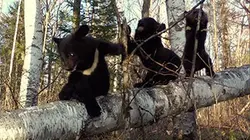 Casting Les oursons orphelins de Sibérie