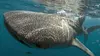 2008 • Les requins-baleines de Ningaloo