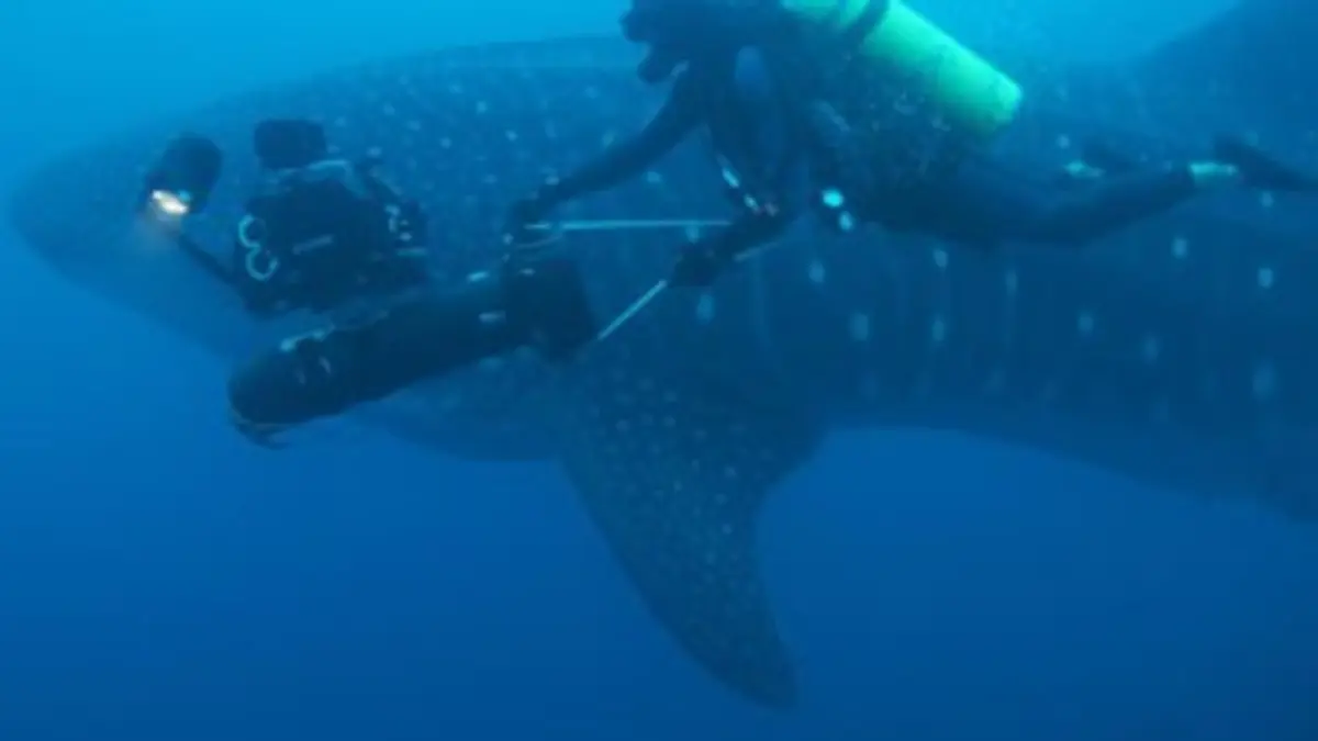Casting Les requins-baleines des Galápagos