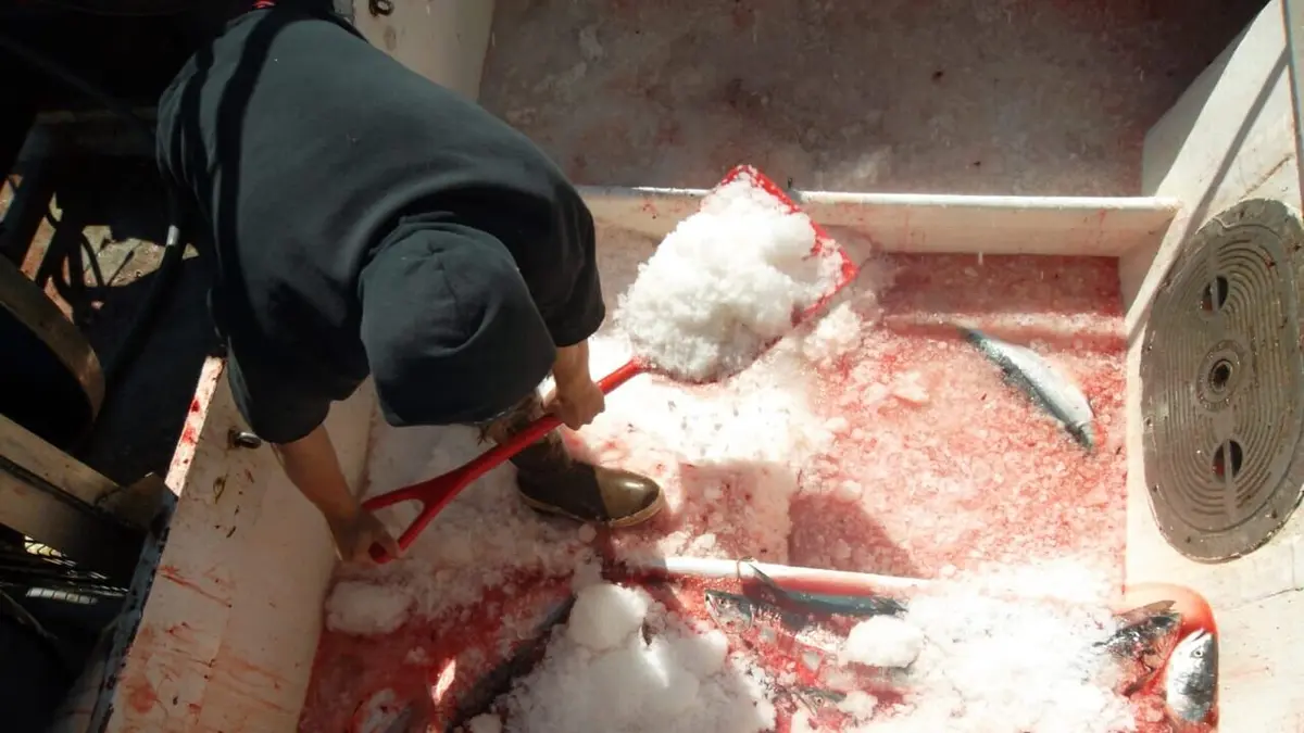 Les rois du saumon A vos marques