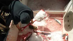 Les rois du saumon A vos marques