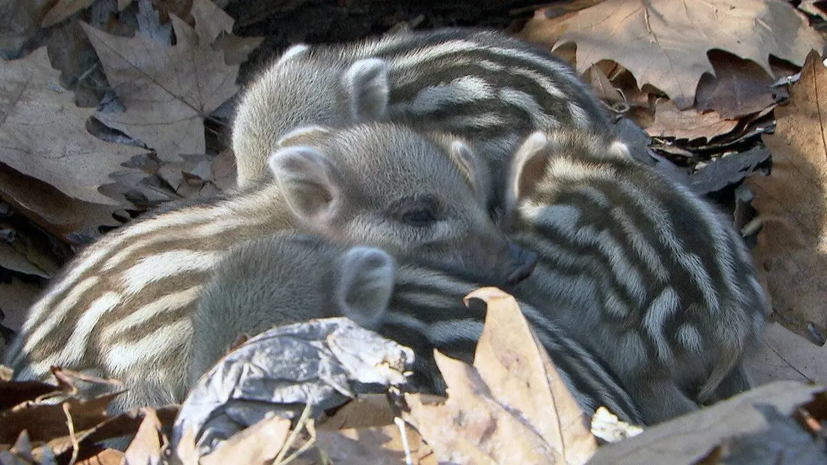 Casting Les sangliers sont de retour