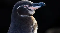 Les secrets des manchots en streaming
