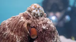 Les Secrets des pieuvres