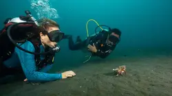 Les Secrets des pieuvres