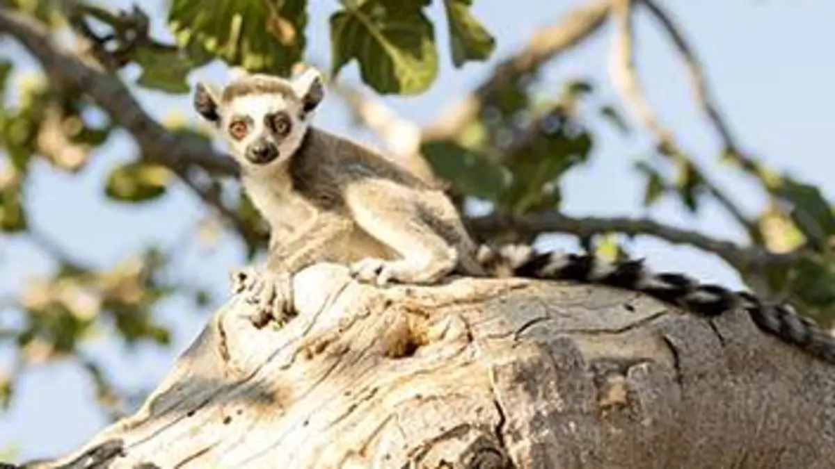 Madagascar : la nature enchantée