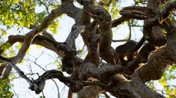 Madagascar, les Galapagos de l'Afrique