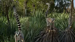 Madagascar : les gangs de lémuriens