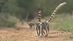 Madagascar : les gangs de lémuriens