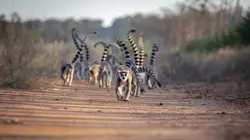 Madagascar : les gangs de lémuriens