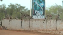 Madagascar : les gangs de lémuriens