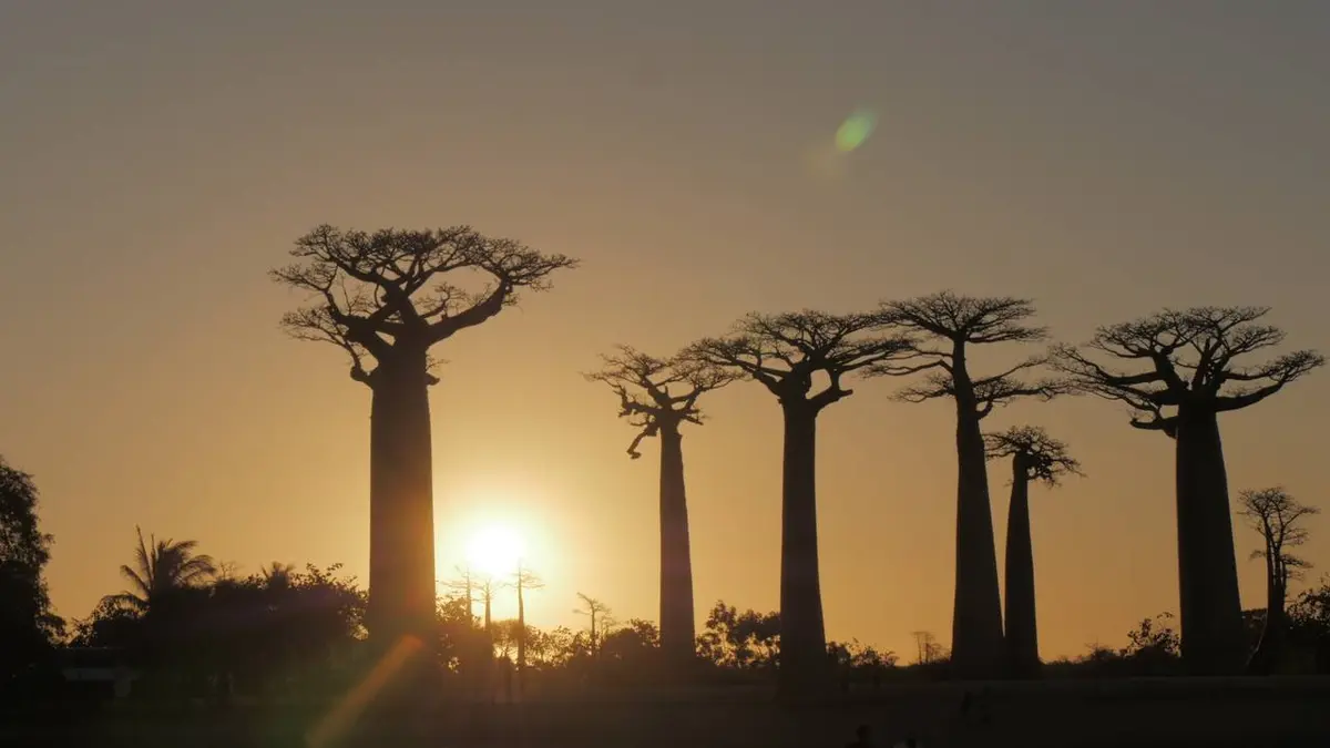 Madagascar un Eden à protéger