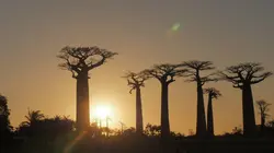 Madagascar un Eden à protéger