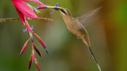 Merveilles de la nature