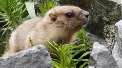 Merveilles de la nature