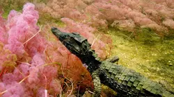 Merveilles de la nature