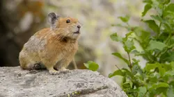 Merveilles de la nature