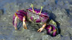 Merveilles de la nature