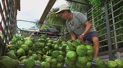 Noix de coco : le fruit du paradis ?