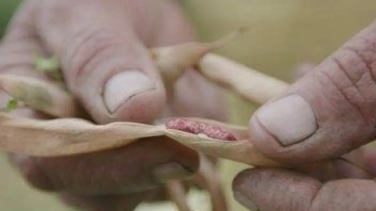 Casting Nous, gens de la terre Guyane