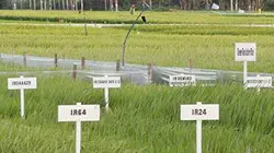 OGM : Mensonges et vérités