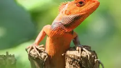 On a échangé nos mamans USA