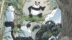 Pandas dans la brume Decroissance