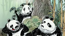 Les pandas dans la brume Roux