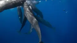 Patrick et la baleine