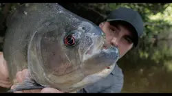 Pêche XXL Le dévoreur de l'Amazone
