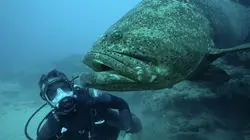 Pêche XXL Disparitions... fatales