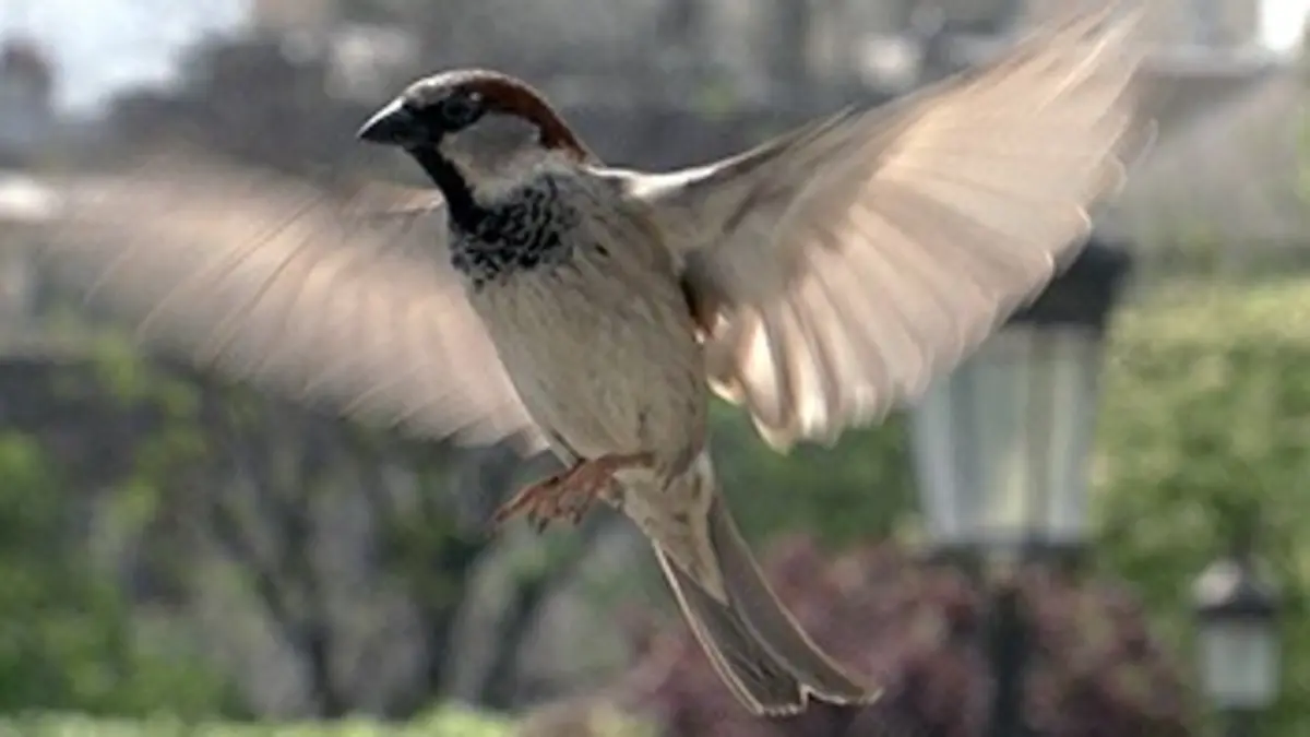 Casting Petits moineaux, grandes villes